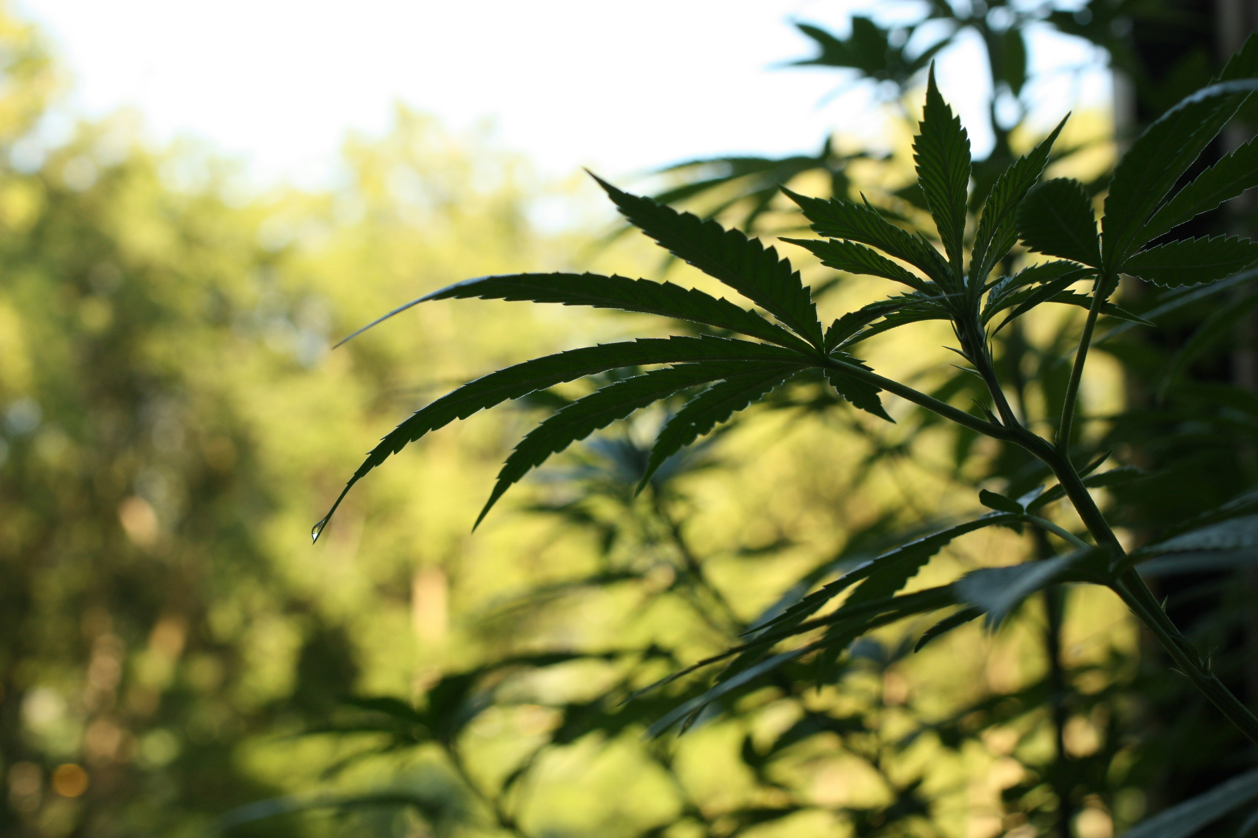 Законы Исландии о марихуане, cannabis и контролируемых веществах